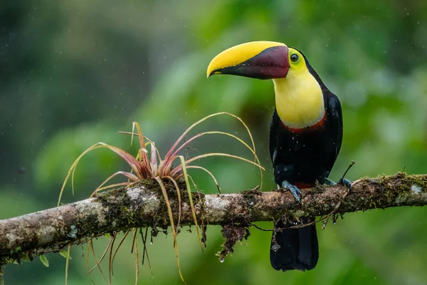 Bird with open bill, Chesnut-mandibled Toucan sitting on the branch in tropical rain with green jungle in background. Wildlife scene from nature.