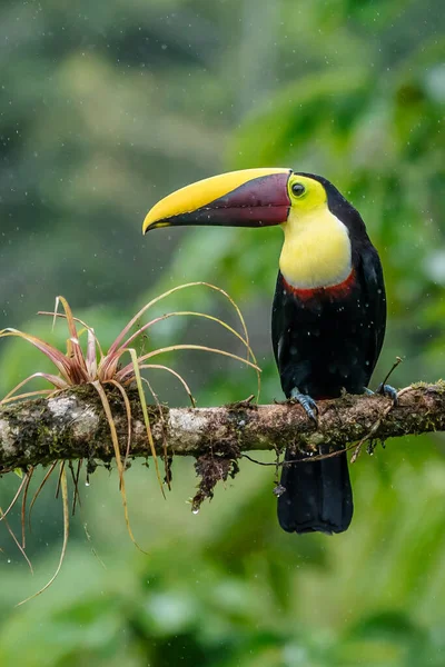 Pájaro Con Pico Abierto Mandibular Tucán Sentado Rama Lluvia Tropical — Foto de Stock