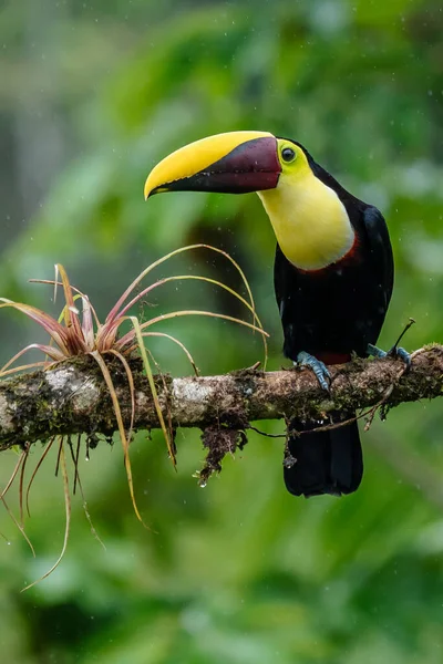 Oiseau Bec Ouvert Toucan Mandibé Châtaignier Assis Sur Branche Sous — Photo