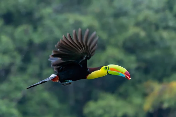 Keel Számlázott Toucan Ramphastos Sulfuratus Nagy Színes Toucan Costa Rica — Stock Fotó