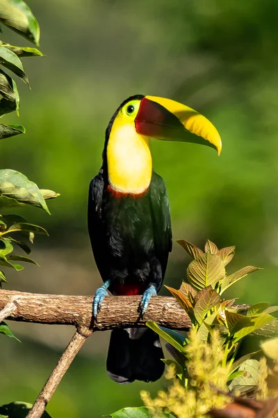 Bird Open Bill Chesnut Mandibled Toucan Sitting Branch Tropical Rain —  Fotos de Stock