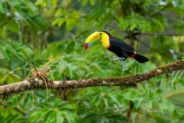 Yılan gagalı Toucan - Ramphastos sülfuratus, Kosta Rika ormanından çok renkli gagalı büyük renkli tukan.
