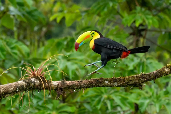 Yılan gagalı Toucan - Ramphastos sülfuratus, Kosta Rika ormanından çok renkli gagalı büyük renkli tukan.