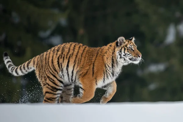 Szibériai Tigris Fut Hóban Gyönyörű Dinamikus Erőteljes Fénykép Erről Fenséges — Stock Fotó