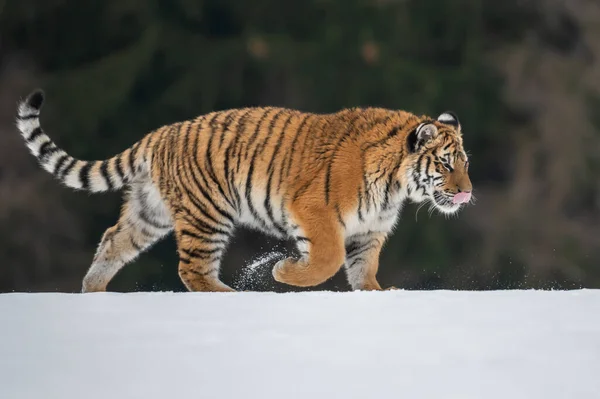 Tigre Siberiano Corriendo Nieve Hermosa Dinámica Poderosa Foto Este Majestuoso — Foto de Stock