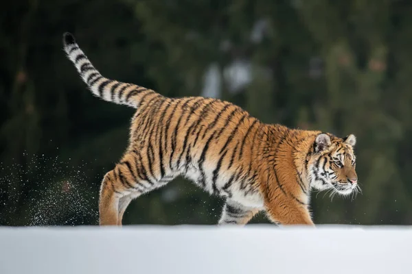 Tigre Siberiano Corriendo Nieve Hermosa Dinámica Poderosa Foto Este Majestuoso — Foto de Stock