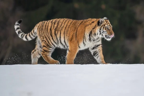 シベリアタイガー雪の中で実行されます この壮大な動物の美しく 動的で強力な写真 この素晴らしい動物のための典型的な環境に設定します バーチと牧草地 — ストック写真