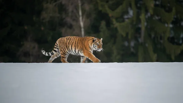 Sibirischer Tiger Läuft Schnee Wunderschönes Dynamisches Und Kraftvolles Foto Dieses — Stockfoto