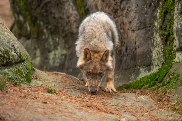 Lobo Solitario Canis Lupus Corriendo Bosque Otoño República Checa — Foto de Stock