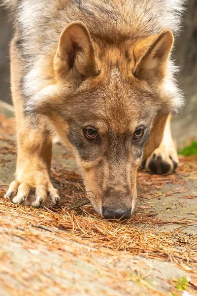 Lobo Solitario Canis Lupus Corriendo Bosque Otoño República Checa —  Fotos de Stock