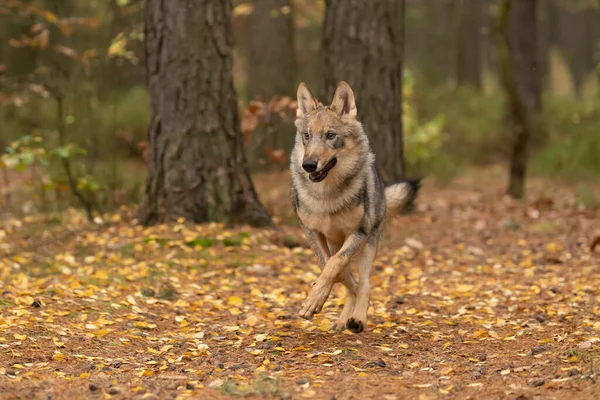 Osamělý Vlk Canis Lupus Podzimním Lese Česká Republika — Stock fotografie