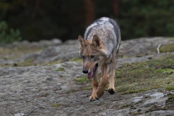 Lobo Solitario Canis Lupus Corriendo Bosque Otoño República Checa —  Fotos de Stock