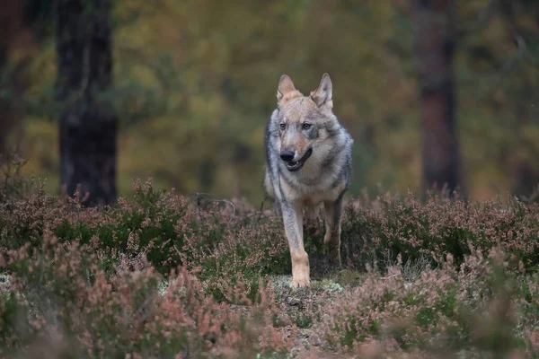 Loup Solitaire Canis Lupus Courant Dans Forêt Automne République Tchèque — Photo
