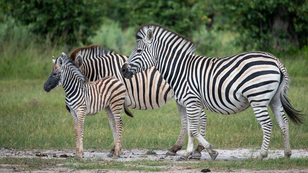 Equus quagga, the plains zebra standing on the African Plains