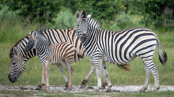 Equus quagga, the plains zebra standing on the African Plains