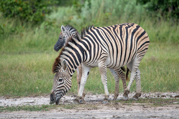 Equus quagga, the plains zebra standing on the African Plains