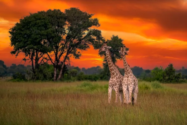 Взрослый Жираф Ротшильда Giraffa Camelopardalis Rothschildi Ходит Открытой Траве — стоковое фото