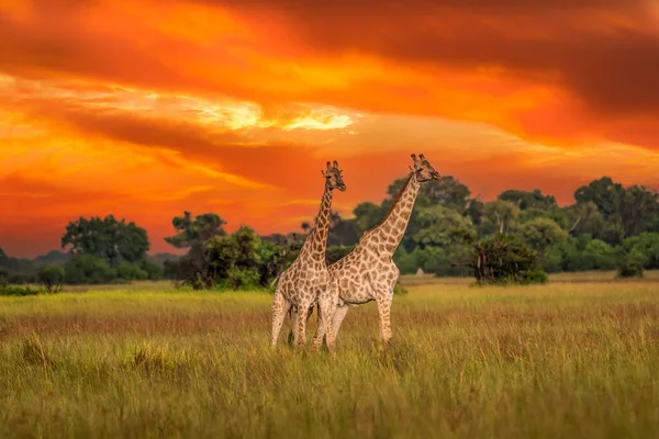 Взрослый Жираф Ротшильда Giraffa Camelopardalis Rothschildi Ходит Открытой Траве — стоковое фото