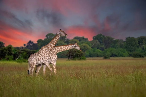 Взрослый Жираф Ротшильда Giraffa Camelopardalis Rothschildi Ходит Открытой Траве — стоковое фото