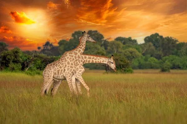 Dorosła Żyrafa Rothschild Giraffa Camelopardalis Rothschildi Jest Postrzegana Jako Chodząca — Zdjęcie stockowe
