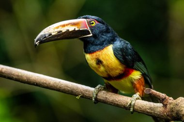 Toucan Yakalı Aracari, Pteroglossus torquatus, büyük gagalı kuş. Tukan ormandaki yosun dalında oturuyor, Boca Tapada, Kosta Rika. Orta Amerika 'da doğa yolculuğu