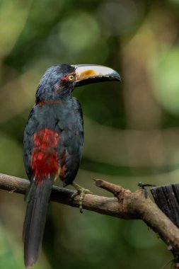 Toucan Yakalı Aracari, Pteroglossus torquatus, büyük gagalı kuş. Tukan ormandaki yosun dalında oturuyor, Boca Tapada, Kosta Rika. Orta Amerika 'da doğa yolculuğu