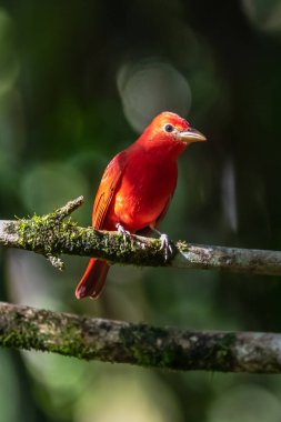 Yeşil bitki örtüsünde kırmızı tanjant. Büyük palmiyeli kuş. Summer Tanager, Piranga Rubra, doğadaki kırmızı kuş. Büyük yeşil palmiye ağacında duran tanjant. Doğal yaşamdan vahşi yaşam sahnesi