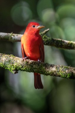 Yeşil bitki örtüsünde kırmızı tanjant. Büyük palmiyeli kuş. Summer Tanager, Piranga Rubra, doğadaki kırmızı kuş. Büyük yeşil palmiye ağacında duran tanjant. Doğal yaşamdan vahşi yaşam sahnesi