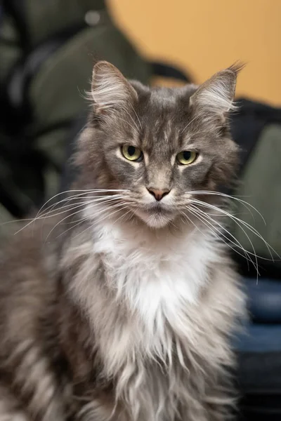 Fechado Doméstico Adorável Preto Cinza Maine Coon Gatinho Jovem Gato — Fotografia de Stock