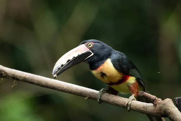 Toucan Collared Aracari Pteroglossus Torquatus Πουλί Μεγάλο Λογαριασμό Toucan Κάθεται — Φωτογραφία Αρχείου