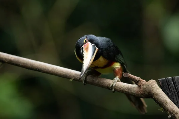 Aracari Collier Toucan Pteroglossus Torquatus Oiseau Gros Bec Toucan Assis — Photo