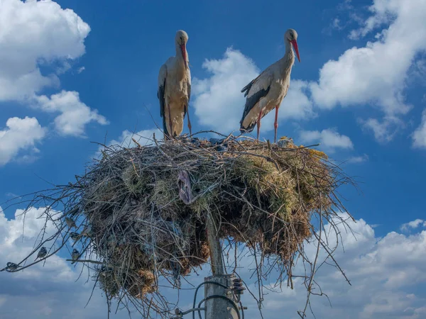 Couple White Stork Ciconia Ciconia Nest — Stock Photo, Image