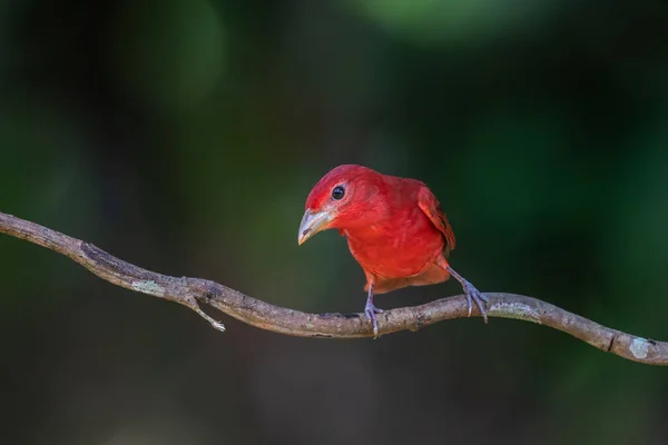 Red tanager in green vegetation. Bird on the big palm leave. Summer Tanager, Piranga rubra, red bird in the nature habitat. Tanager sitting on the big green palm tree. Wildlife scene from natur