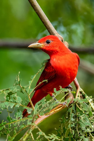Yeşil bitki örtüsünde kırmızı tanjant. Büyük palmiyeli kuş. Summer Tanager, Piranga Rubra, doğadaki kırmızı kuş. Büyük yeşil palmiye ağacında duran tanjant. Doğal yaşamdan vahşi yaşam sahnesi