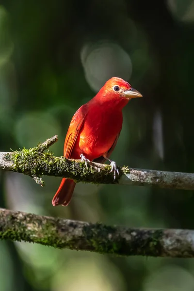 Red Tanager Green Vegetation Bird Big Palm Leave Summer Tanager — Stock Photo, Image