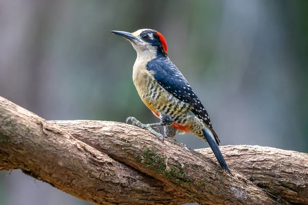 Red Bellied Woodpecker Melanerpes Carolinus Tree Naples Florida — Stock Photo, Image