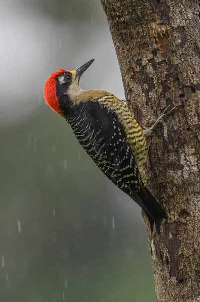 Great Spotted Woodpecker Dendrocopos Major Medium Sized Woodpecker Pied Black — Stock Photo, Image