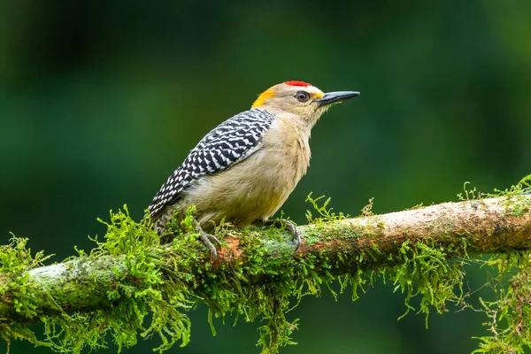 Red Bellied Woodpecker Melanerpes Carolinus Tree Naples Florida — Stock Photo, Image