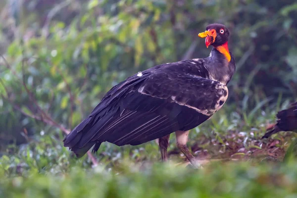 Król Sęp Sarkoramphus Papa Duży Ptak Znaleziony Ameryce Środkowej Południowej — Zdjęcie stockowe