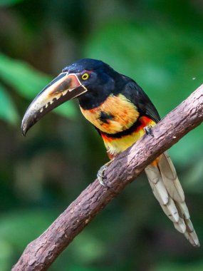 Toucan Yakalı Aracari, Pteroglossus torquatus, büyük gagalı kuş. Tukan ormandaki yosun dalında oturuyor, Boca Tapada, Kosta Rika. Orta Amerika 'da doğa yolculuğu