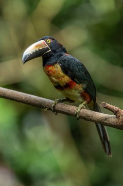 Toucan Yakalı Aracari, Pteroglossus torquatus, büyük gagalı kuş. Tukan ormandaki yosun dalında oturuyor, Boca Tapada, Kosta Rika. Orta Amerika 'da doğa yolculuğu