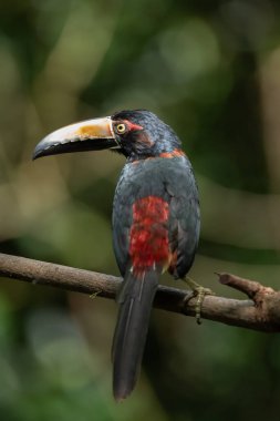 Toucan Yakalı Aracari, Pteroglossus torquatus, büyük gagalı kuş. Tukan ormandaki yosun dalında oturuyor, Boca Tapada, Kosta Rika. Orta Amerika 'da doğa yolculuğu