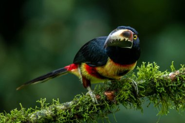 Toucan Yakalı Aracari, Pteroglossus torquatus, büyük gagalı kuş. Tukan ormandaki yosun dalında oturuyor, Boca Tapada, Kosta Rika. Orta Amerika 'da doğa yolculuğu