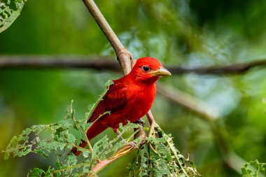 Yeşil bitki örtüsünde kırmızı tanjant. Büyük palmiyeli kuş. Summer Tanager, Piranga Rubra, doğadaki kırmızı kuş. Büyük yeşil palmiye ağacında duran tanjant. Doğal yaşamdan vahşi yaşam sahnesi
