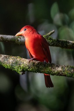 Yeşil bitki örtüsünde kırmızı tanjant. Büyük palmiyeli kuş. Summer Tanager, Piranga Rubra, doğadaki kırmızı kuş. Büyük yeşil palmiye ağacında duran tanjant. Doğal yaşamdan vahşi yaşam sahnesi