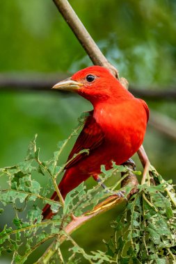 Yeşil bitki örtüsünde kırmızı tanjant. Büyük palmiyeli kuş. Summer Tanager, Piranga Rubra, doğadaki kırmızı kuş. Büyük yeşil palmiye ağacında duran tanjant. Doğal yaşamdan vahşi yaşam sahnesi