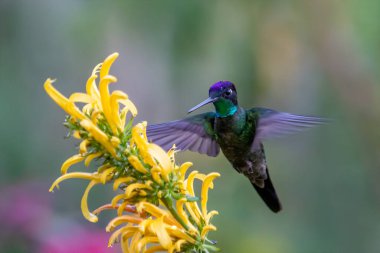 Kosta Rika 'da yeşil bir zemin üzerinde, uçuşan yeşil menekşe (Colibri thalassinus) sinekkuşu