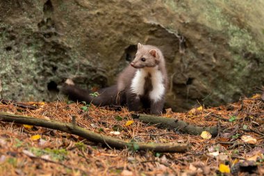 Avrupa Çam Martını (Marten Marten) Yiyecek Arıyor