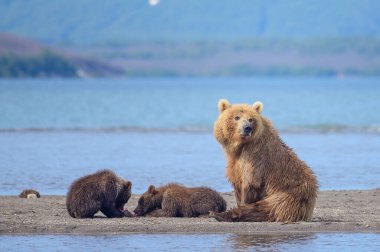 Topraklara hükmeden Kamçatka 'nın kahverengi ayıları (Ursus arctos beringianus)