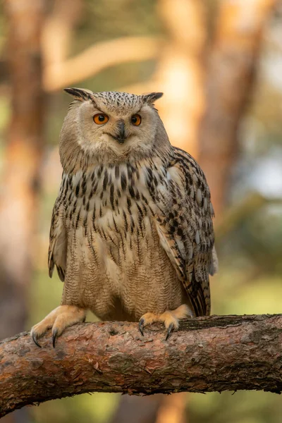 欧亚大陆鹰猫头鹰的头 一个大的鹰猫头鹰种类 坐在树上 红眼睛凝视着你 猫头鹰的最大种类之一 — 图库照片